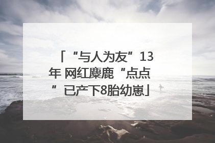 “与人为友”13年 网红麋鹿“点点”已产下8胎幼崽