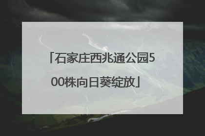 石家庄西兆通公园500株向日葵绽放