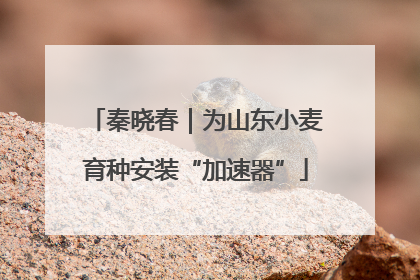 秦晓春｜为山东小麦育种安装“加速器”
