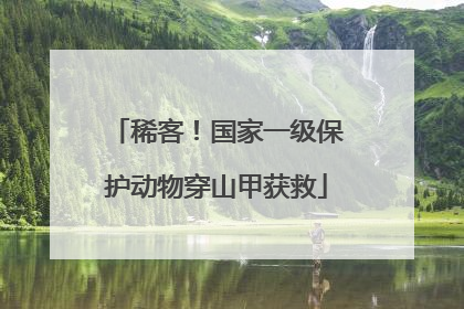 稀客！国家一级保护动物穿山甲获救