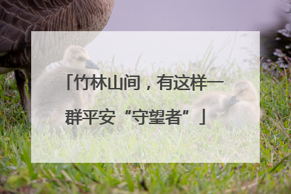 竹林山间，有这样一群平安“守望者”