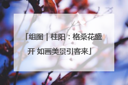 组图｜桂阳：格桑花盛开 如画美景引客来