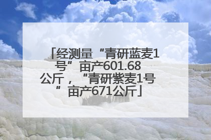 经测量“青研蓝麦1号”亩产601.68公斤，“青研紫麦1号”亩产671公斤