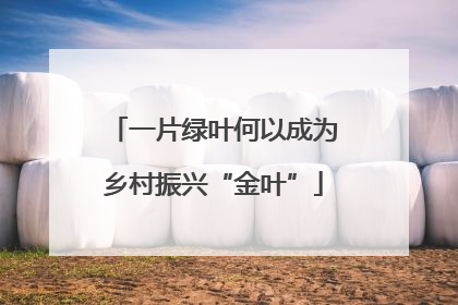 一片绿叶何以成为乡村振兴“金叶”