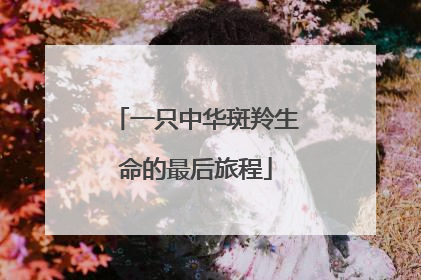 一只中华斑羚生命的最后旅程