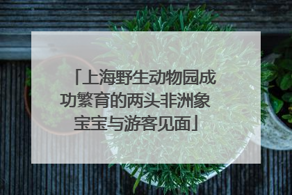 上海野生动物园成功繁育的两头非洲象宝宝与游客见面