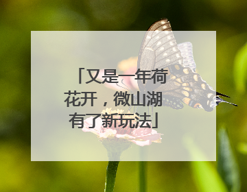 又是一年荷花开，微山湖有了新玩法