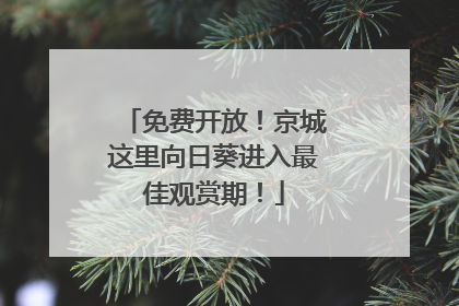 免费开放！京城这里向日葵进入最佳观赏期！