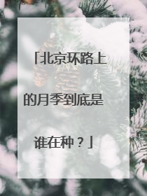 北京环路上的月季到底是谁在种？
