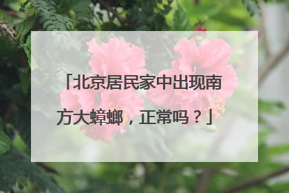 北京居民家中出现南方大蟑螂，正常吗？