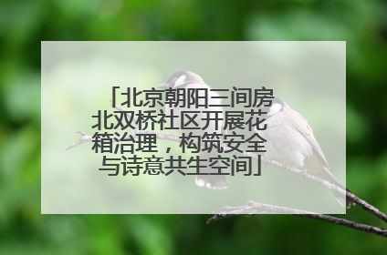 北京朝阳三间房北双桥社区开展花箱治理，构筑安全与诗意共生空间