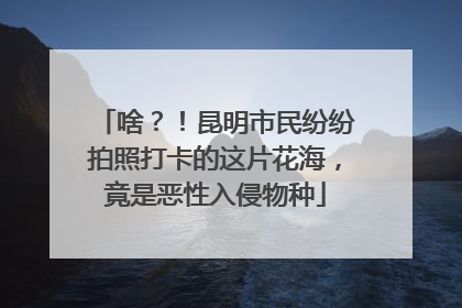 啥？！昆明市民纷纷拍照打卡的这片花海，竟是恶性入侵物种