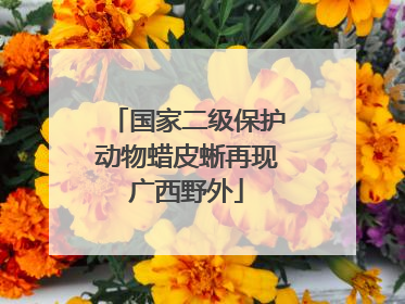 国家二级保护动物蜡皮蜥再现广西野外