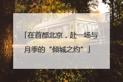 在首都北京，赴一场与月季的“倾城之约”