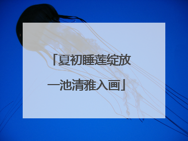 夏初睡莲绽放 一池清雅入画