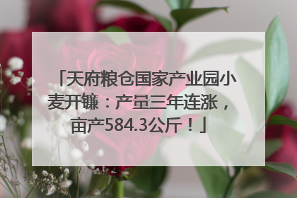 天府粮仓国家产业园小麦开镰：产量三年连涨，亩产584.3公斤！