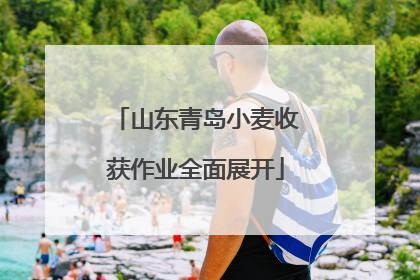 山东青岛小麦收获作业全面展开