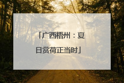 广西梧州：夏日赏荷正当时