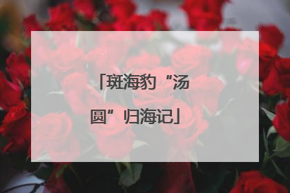 斑海豹“汤圆”归海记