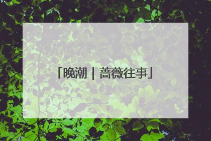 晚潮｜蔷薇往事
