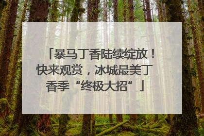 暴马丁香陆续绽放！快来观赏，冰城最美丁香季“终极大招”