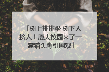 树上排排坐 树下人挤人！厦大校园来了一窝猫头鹰引围观