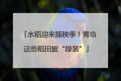 水稻迎来插秧季！青岛这些稻田披“绿装”