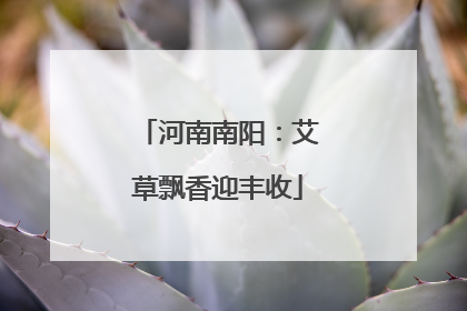 河南南阳：艾草飘香迎丰收