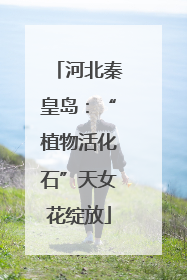 河北秦皇岛：“植物活化石”天女花绽放