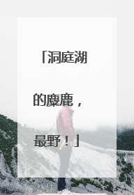 洞庭湖的麋鹿，最野！