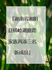 湖南省湘阴县横岭湖麋鹿家族再添三名新成员