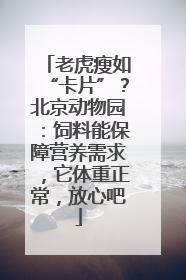 老虎瘦如“卡片”？北京动物园：饲料能保障营养需求，它体重正常，放心吧