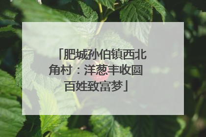 肥城孙伯镇西北角村：洋葱丰收圆百姓致富梦