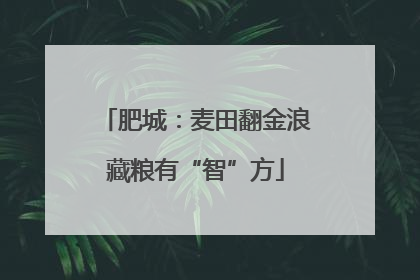 肥城：麦田翻金浪藏粮有“智”方