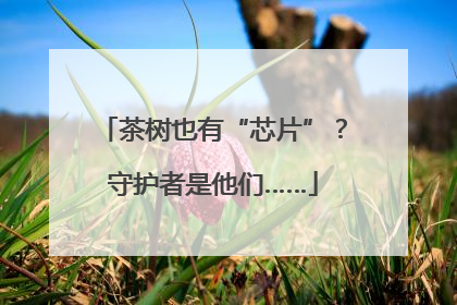 茶树也有“芯片”？守护者是他们……