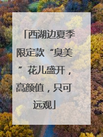 西湖边夏季限定款“臭美”花儿盛开，高颜值，只可远观