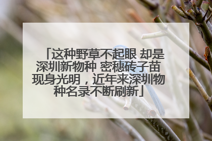 这种野草不起眼 却是深圳新物种 密穗砖子苗现身光明，近年来深圳物种名录不断刷新