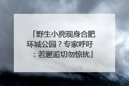 野生小麂现身合肥环城公园？专家呼吁：若邂逅切勿惊扰