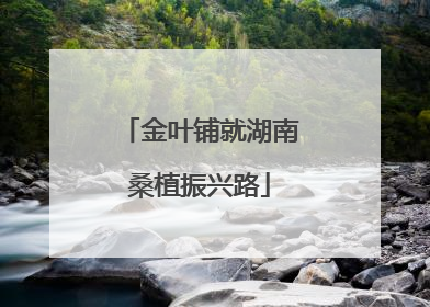 金叶铺就湖南桑植振兴路