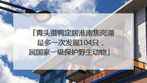 青头潜鸭定居淮南焦岗湖 最多一次发现104只，属国家一级保护野生动物