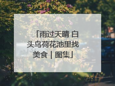 雨过天晴 白头鸟荷花池里找美食｜图集