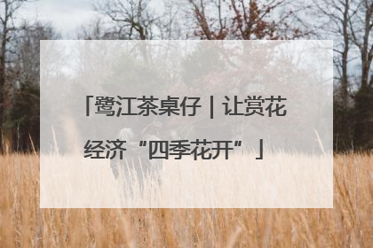鹭江茶桌仔｜让赏花经济“四季花开”