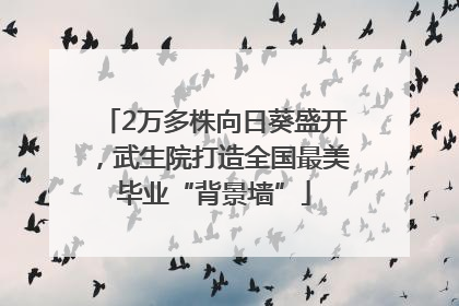 2万多株向日葵盛开，武生院打造全国最美毕业“背景墙”