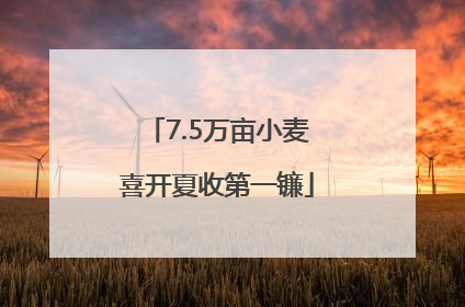 7.5万亩小麦喜开夏收第一镰